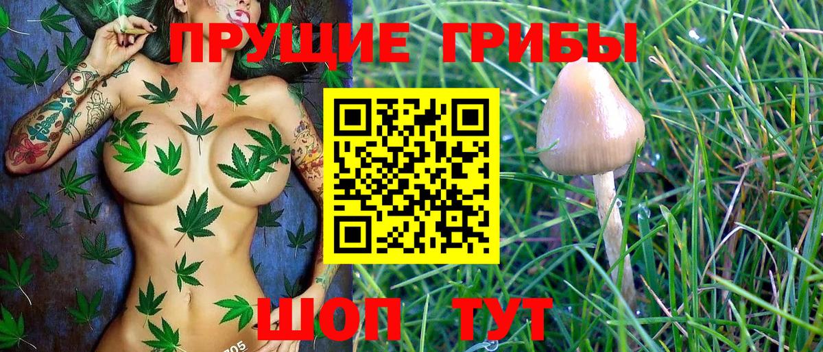 Псилоцибиновые грибы Psilocybe  Вход с VPN  Волжск 